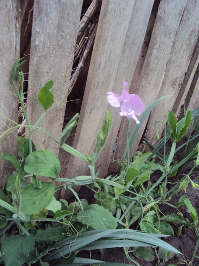 DSC01556 - gradina 2010