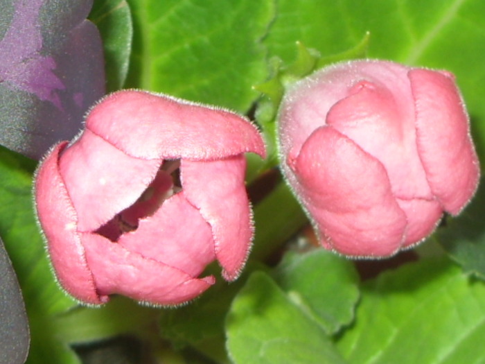 bobocei de gloxi rosie