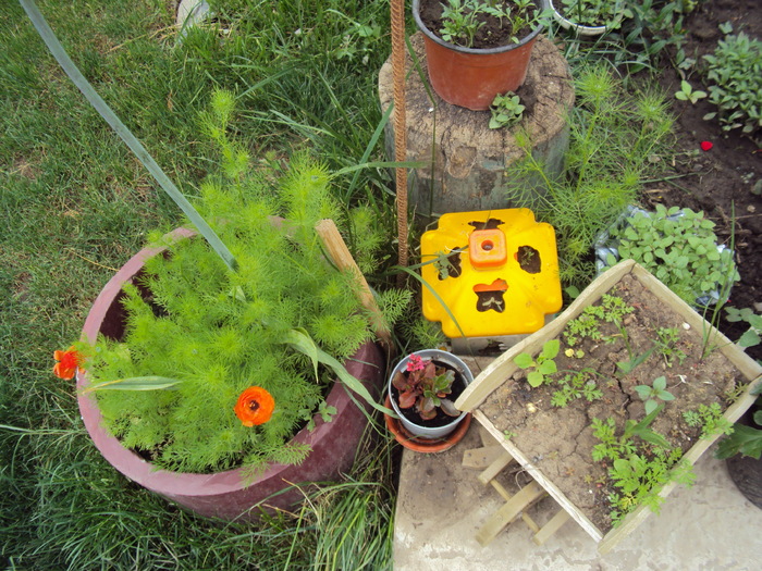 DSC01558 - gradina 2010