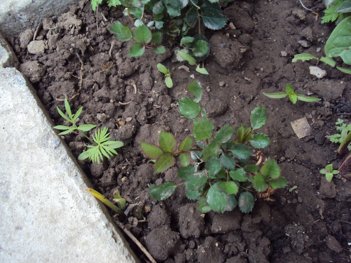 DSC01560 - gradina 2010