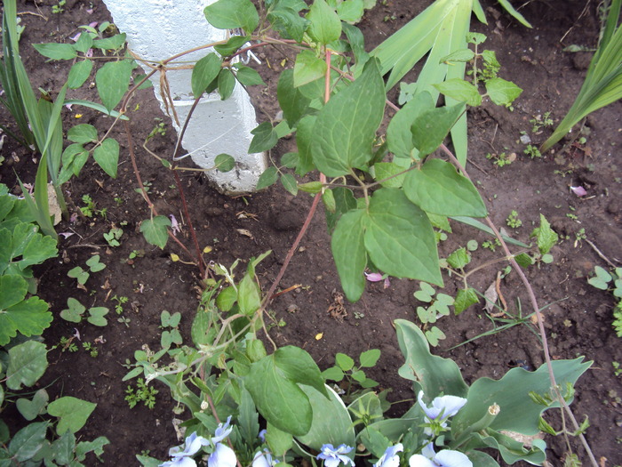 DSC01566 - gradina 2010