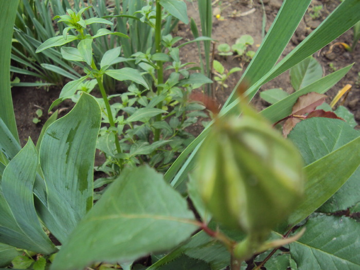 DSC01568 - gradina 2010