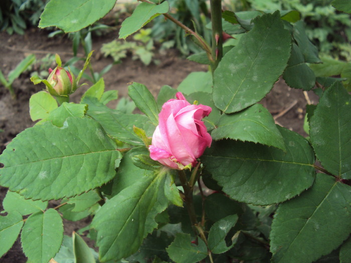DSC01570 - gradina 2010