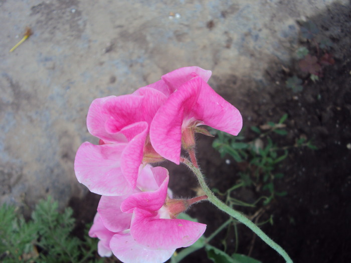 DSC01572 - gradina 2010