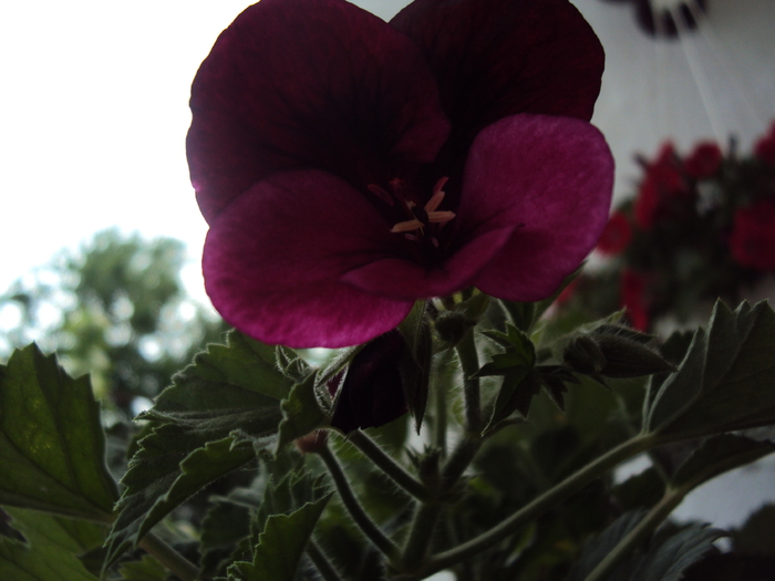 DSC01578 - gradina 2010