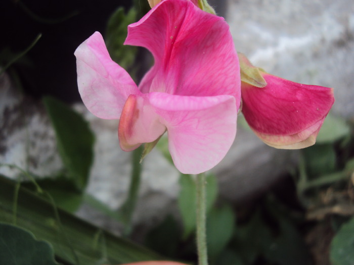 DSC01573 - gradina 2010