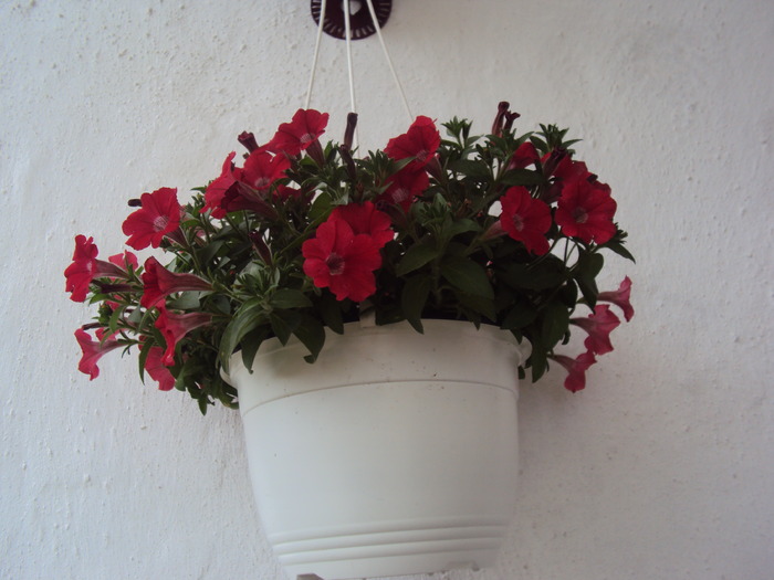 DSC01577 - gradina 2010