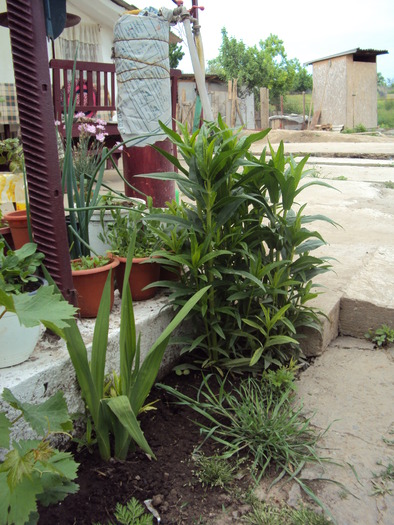 DSC01630 - gradina 2010