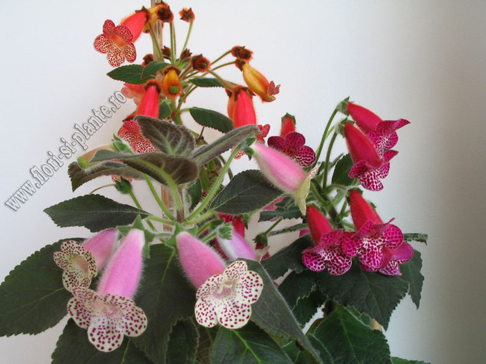 Kohleria mix 1 - 11  EXPOZITIE VIRTUALA  GESNERIACEAE