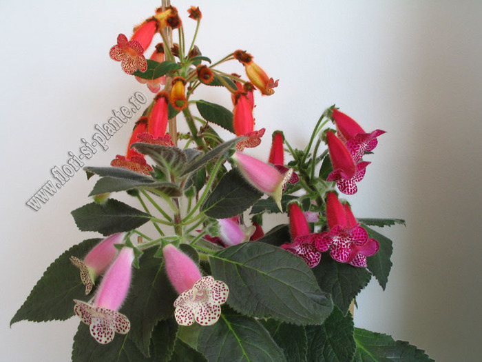 Kohleria mix 2 - 11  EXPOZITIE VIRTUALA  GESNERIACEAE