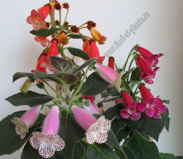 Kohleria mix 3 - 11  EXPOZITIE VIRTUALA  GESNERIACEAE