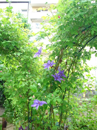 DSC03999 - Clematis 2010