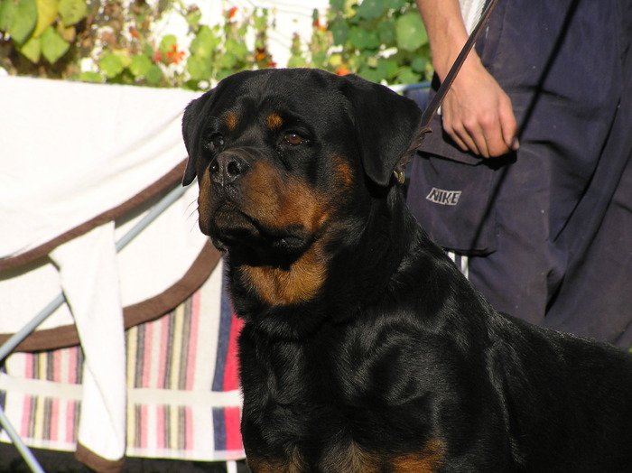 vitan - rottweiler canisa adamsrott