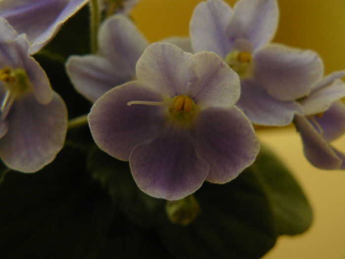 P1090763 - violete