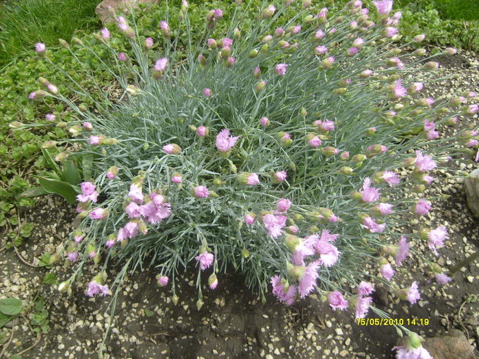 garoafe - gradina mea 2010