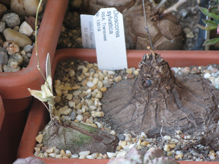 Dioscorea silvatica si D hemycripta - Caudex Plante cu caudex