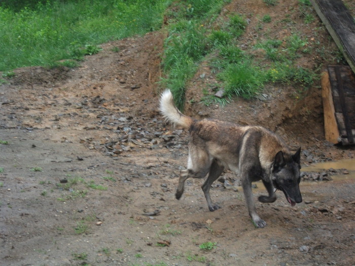 poze 2010 344 - Ciobanesc belgian malinois