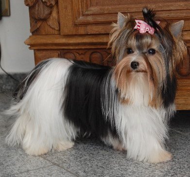 Biewer Yorkshire Terrier