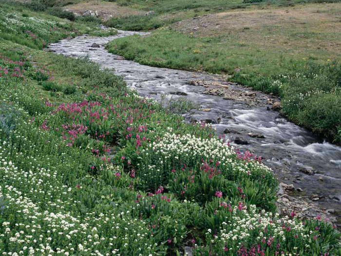 Creek - poze cu flori si animale
