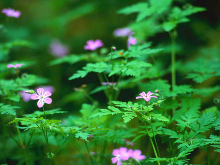 Forest Flowers - poze cu flori si animale