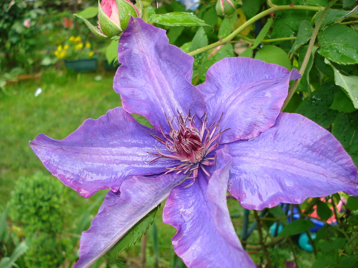 DSC04011 - Clematis 2010