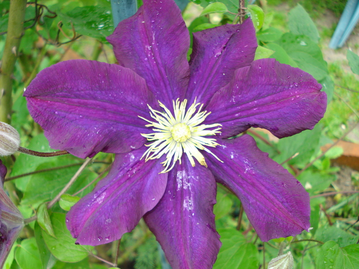 DSC04035 - Clematis 2010