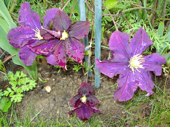 DSC04036 - Clematis 2010