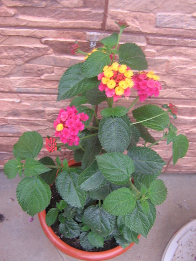 mai 050 - lantana