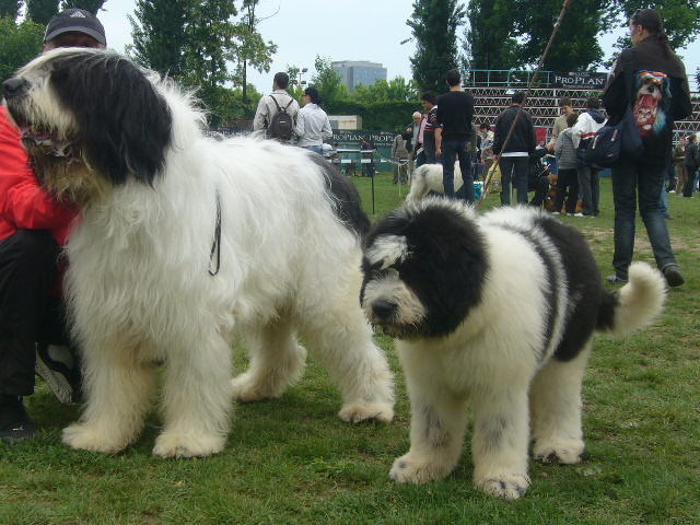 bucuresti1_15052010; Bucuresti 15_05_2010 1
