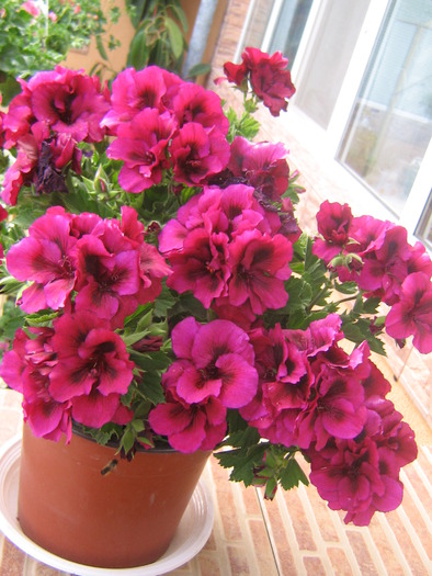 16 mai 008 - FLORI 2010