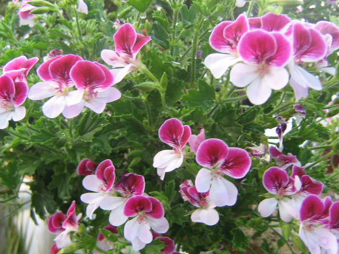 16 mai 036 - FLORI 2010