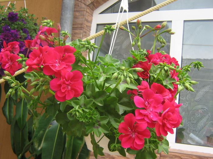 16 mai 038 - FLORI 2010
