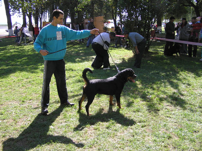 eu si vitan BOB CAC BACAU - rottweiler canisa adamsrott