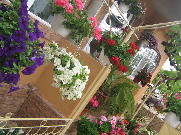 16 mai 047 - FLORI 2010
