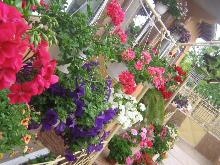 16 mai 049 - FLORI 2010