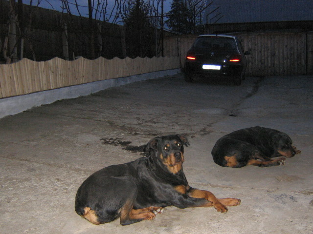 Picture 006; natasha ... cea mai iubita catelusa!
