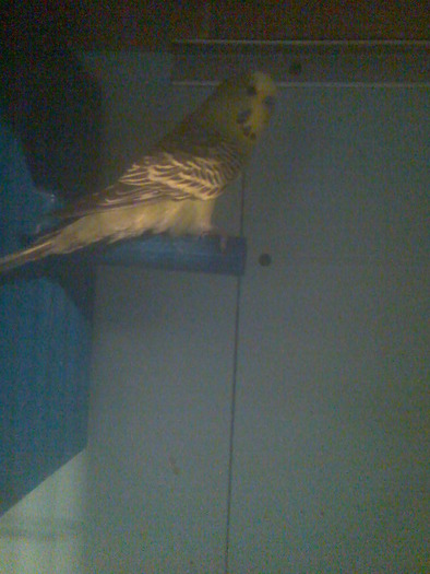 V~A~L~I038 - Papagali