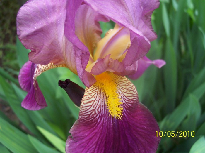 iris