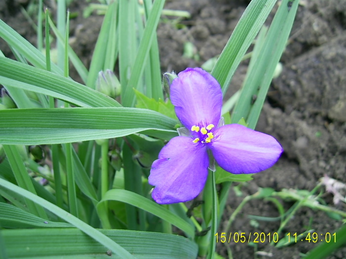 PIC_0117 - tradescantia virginiana