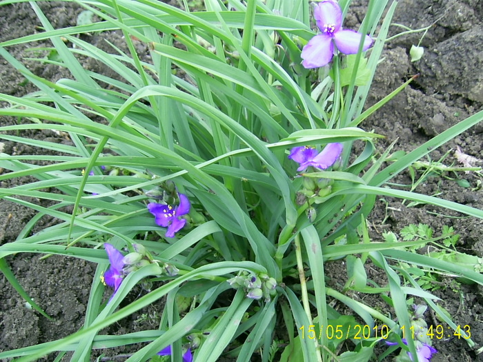 PIC_0119 - tradescantia virginiana