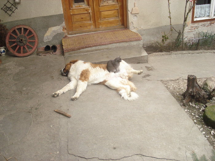 BEETHOVEN SI BELLA - Saint-Bernard-2