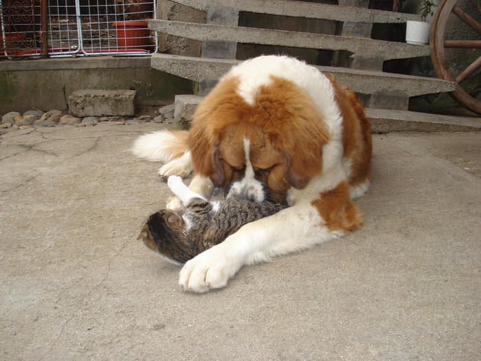 BEETHOVEN SI FRITZOLINO - Saint-Bernard-2