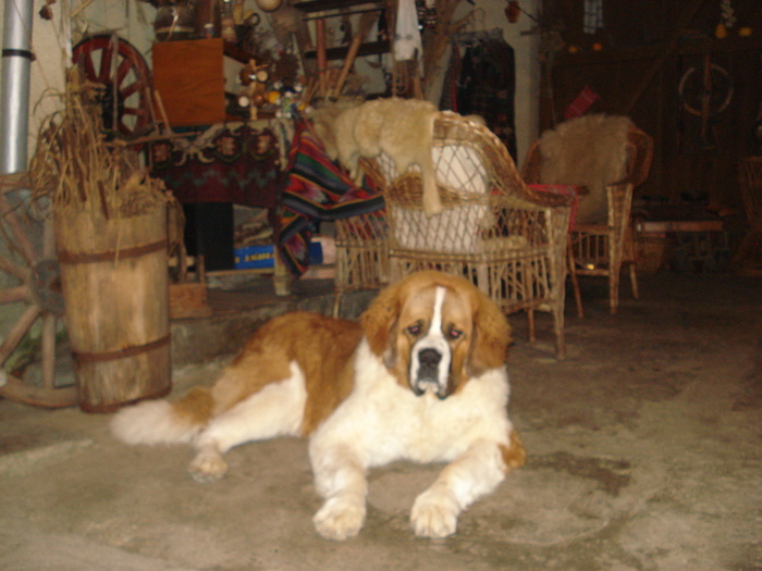 SUNT FRUMOS? - Saint-Bernard-2