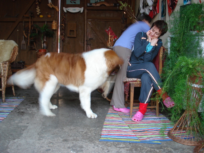 BEETHOVEN SI SOTIA MEA - Saint-Bernard-2