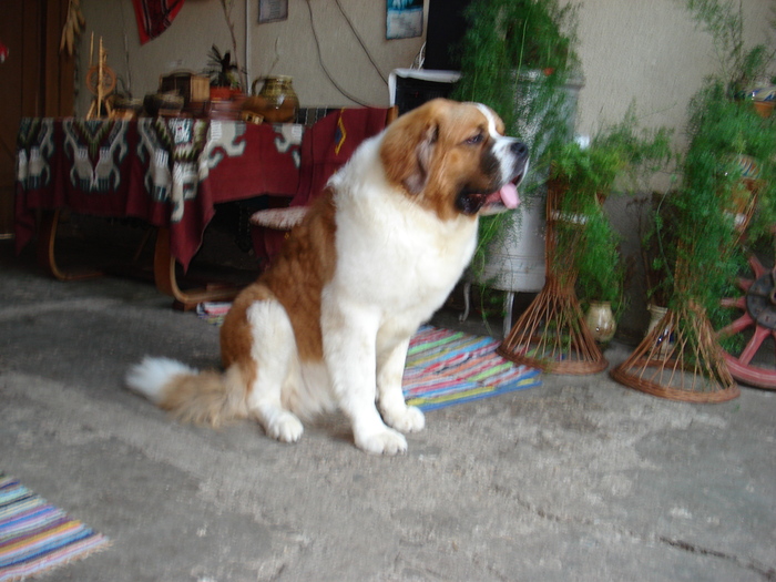 poze 2010 096 - Saint-Bernard-2