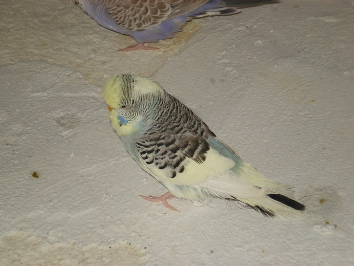 DSC05757 - PUI 2010-MATCA 2011