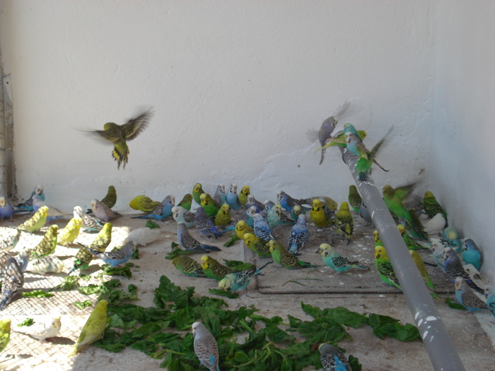 DSC05772 - PUI 2010-MATCA 2011