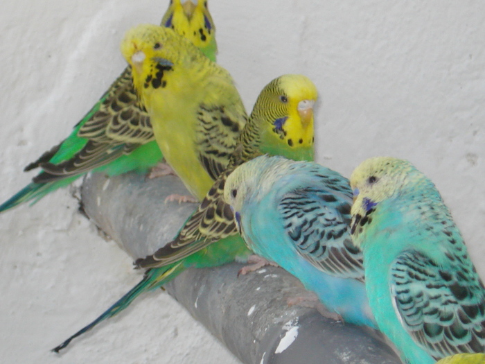 DSC05789 - PUI 2010-MATCA 2011