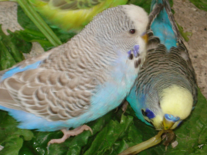 DSC05790 - PUI 2010-MATCA 2011