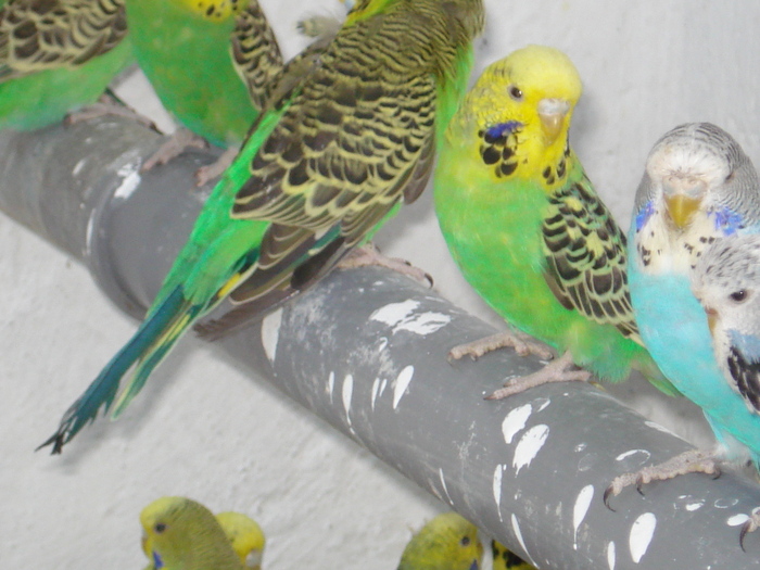 DSC05793 - PUI 2010-MATCA 2011